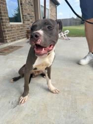 Found/Stray Male Dog last seen Stockdick School Rd & Porter Rd, Katy, TX 77493