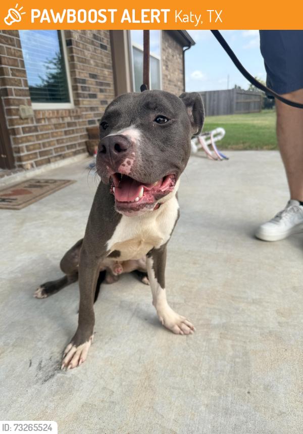 Found/Stray Male Dog last seen Stockdick School Rd & Porter Rd, Katy, TX 77493