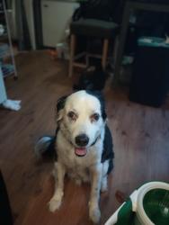 Lost Male Dog last seen Near Antler Drive Murfreesboro TN 37130, Murfreesboro, TN 37130