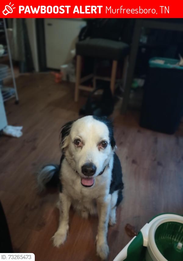 Lost Male Dog last seen Near Antler Drive Murfreesboro TN 37130, Murfreesboro, TN 37130