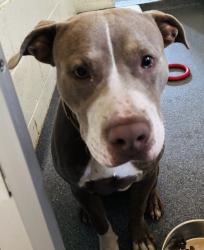 Found/Stray Male Dog last seen Belgrade Ave Clifton, Clifton, NJ 07013