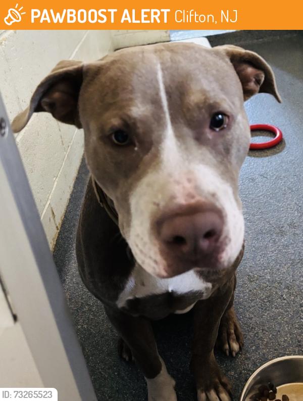 Found/Stray Male Dog last seen Belgrade Ave Clifton, Clifton, NJ 07013
