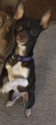 Lost Female Dog last seen Gardenia & Morton, Philadelphia, PA 19144