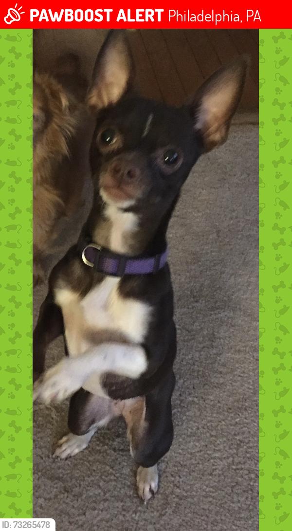 Lost Female Dog last seen Gardenia & Morton, Philadelphia, PA 19144