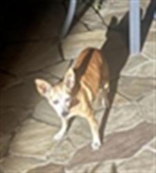 Shelter Stray Unknown Dog last seen DORA DR MOUNT DORA, 12280 County Rd 448, Tavares, FL 32778, USA