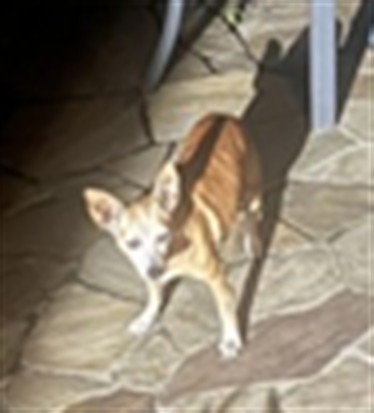 Shelter Stray Unknown Dog last seen DORA DR MOUNT DORA, 12280 County Rd 448, Tavares, FL 32778, USA