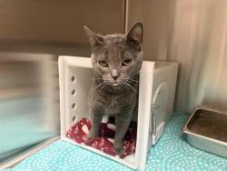 Shelter Stray Female Cat last seen Near BLOCK N 16TH ST, 3839 W Burnham St, West Milwaukee, WI 53215, USA