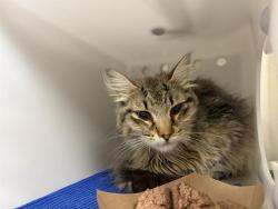 Shelter Stray Male Cat last seen Near BLOCK W PIERCE ST, 3839 W Burnham St, West Milwaukee, WI 53215, USA