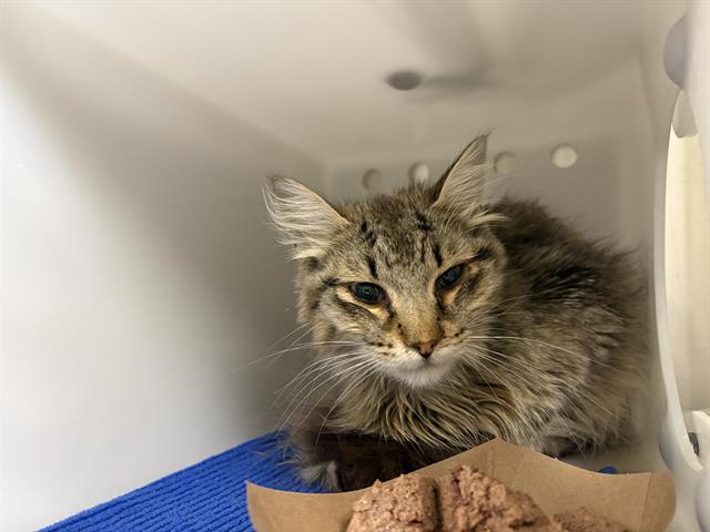 Shelter Stray Male Cat last seen Near BLOCK W PIERCE ST, 3839 W Burnham St, West Milwaukee, WI 53215, USA