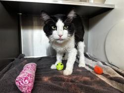 Shelter Stray Male Cat last seen , 2769 Conroy Rd, Orlando, FL 32839, USA