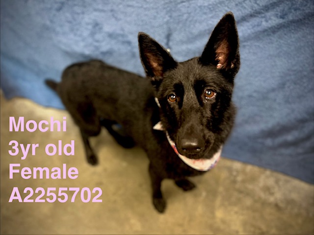 Shelter Stray Female Dog last seen , West Valley Animal Shelter, 20655 Plummer St, Chatsworth, CA 91311, USA