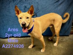 Shelter Stray Male Dog last seen , West Valley Animal Shelter, 20655 Plummer St, Chatsworth, CA 91311, USA