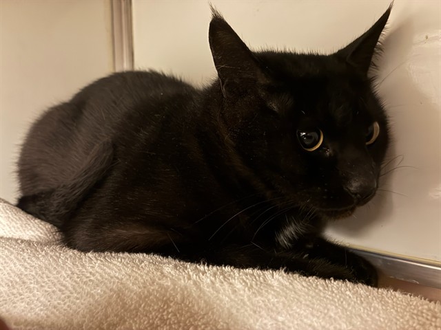 Shelter Stray Female Cat last seen LEFT AT FRONT GATES IN BOX, 1419 Bryant St, San Francisco, CA 94103, USA