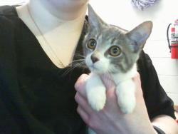 Shelter Stray Female Cat last seen CHARLOTTE, 8315 Byrum Dr, Charlotte, NC 28217, USA