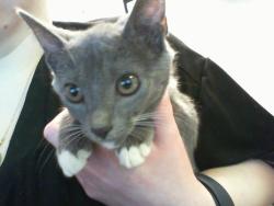 Shelter Stray Female Cat last seen CHARLOTTE, 8315 Byrum Dr, Charlotte, NC 28217, USA