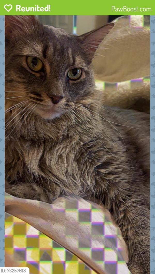 Reunited Male Cat last seen Werrington and Connor’s way, Houston, TX 77073