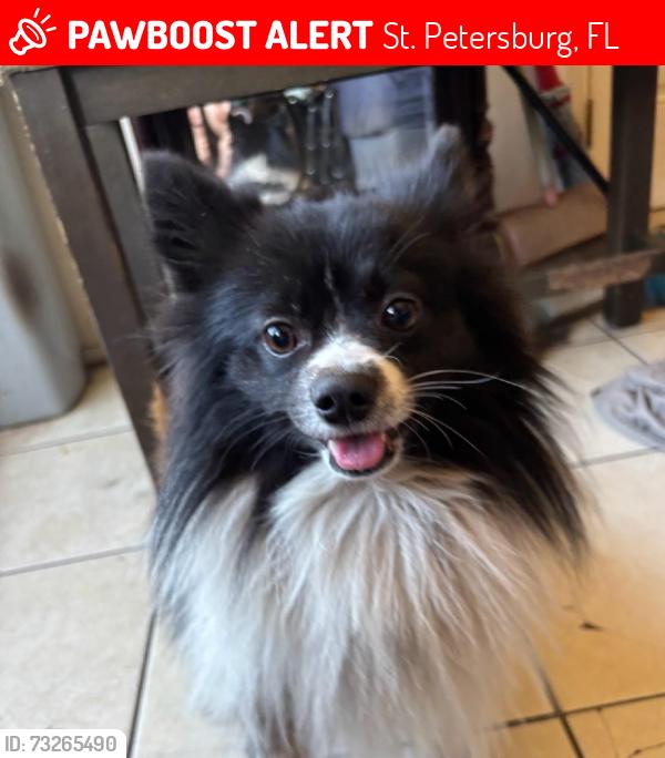 Lost Male Dog last seen 32nd Ave N and 26th st N, St. Petersburg, FL 33713
