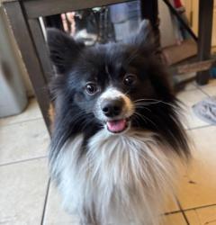 Lost Male Dog last seen 32nd Ave N and 26th st N, St. Petersburg, FL 33713