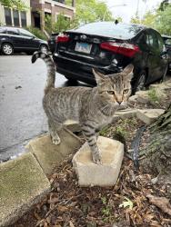 Found/Stray Unknown Cat last seen Aldine and Seiminary, Chicago, IL 60657