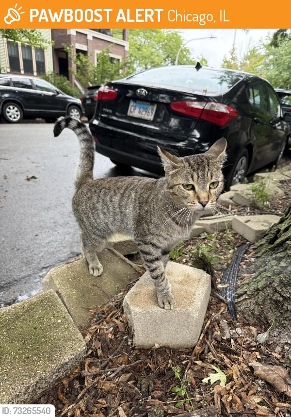 Found/Stray Unknown Cat last seen Aldine and Seiminary, Chicago, IL 60657
