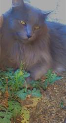 Lost Female Cat last seen Cherry st Rutledge tn, Rutledge, TN 37861