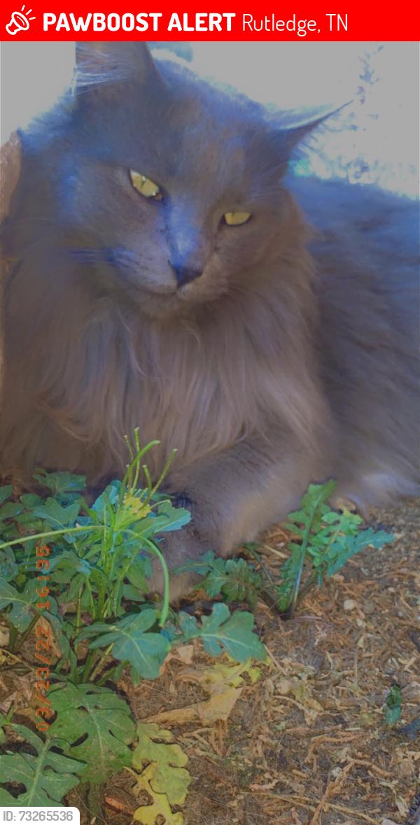 Lost Female Cat last seen Cherry st Rutledge tn, Rutledge, TN 37861