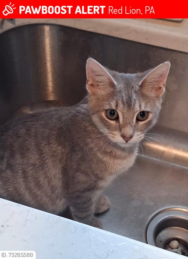 Lost Female Cat last seen Kirkland dr and cape horn rd, Red Lion, PA 17356