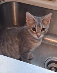 Lost Female Cat last seen Kirkland dr and cape horn rd, Red Lion, PA 17356