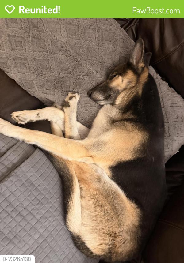 Reunited Male Dog last seen Grandview & Lamar, Arvada, CO 80002
