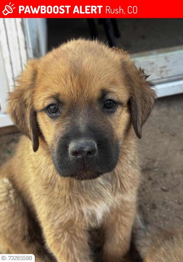 Lost Female Dog last seen Corona rd/davenport, Rush, CO 80833