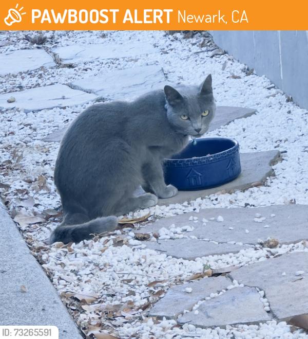 Found/Stray Unknown Cat last seen Robertson Avenue at Iris court, Newark, CA 94560