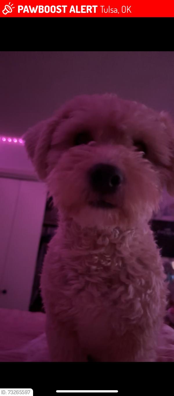 Lost Male Dog last seen 31st and mingo, Tulsa, OK 74146