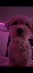 Lost Male Dog last seen 31st and mingo, Tulsa, OK 74146