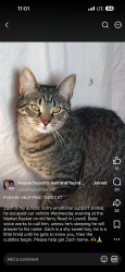 Lost Male Cat last seen Varnum Ave, Lowell, MA 01854