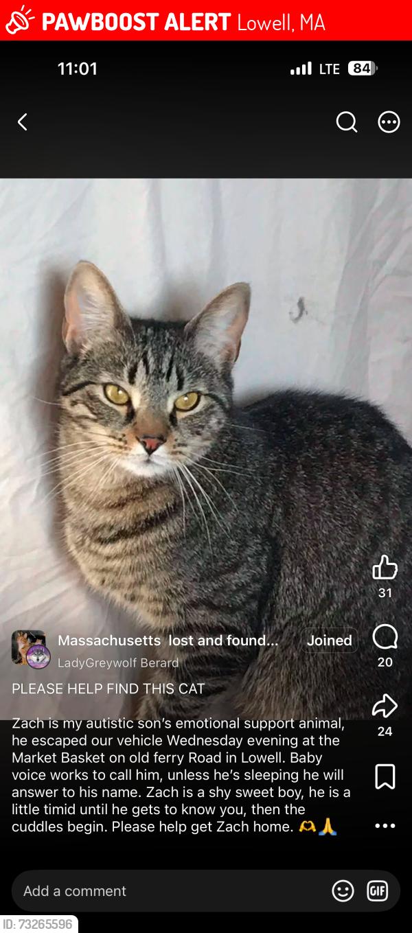 Lost Male Cat last seen Varnum Ave, Lowell, MA 01854