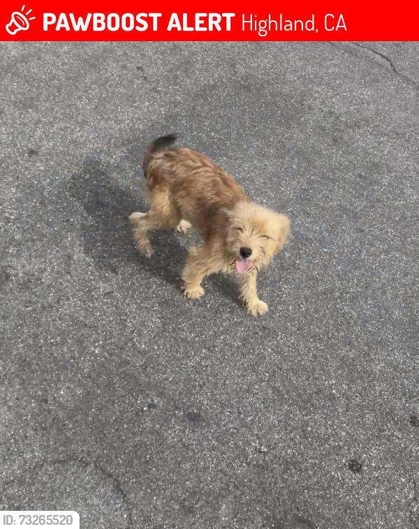 Lost Female Dog last seen Highland community park near cypress elementary.., Highland, CA 92346