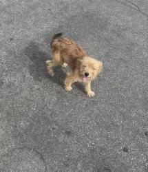 Lost Female Dog last seen Highland community park near cypress elementary.., Highland, CA 92346