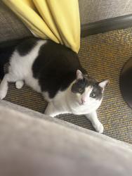 Lost Male Cat last seen Ash St and Korina St, Lompoc, CA 93437