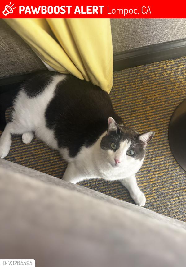 Lost Male Cat last seen Ash St and Korina St, Lompoc, CA 93437