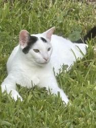 Lost Male Cat last seen 68th St N and Banyan Blvd, The Acreage, FL 33470