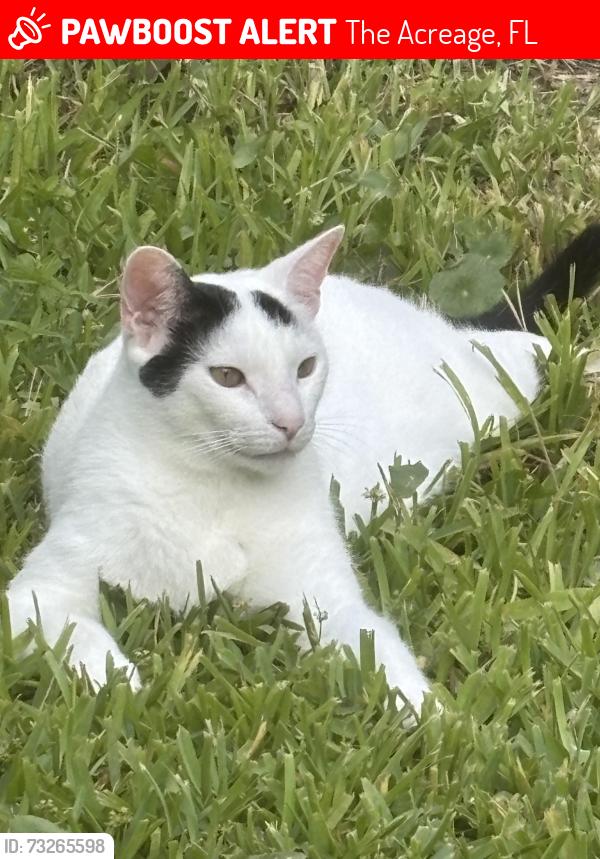 Lost Male Cat last seen 68th St N and Banyan Blvd, The Acreage, FL 33470