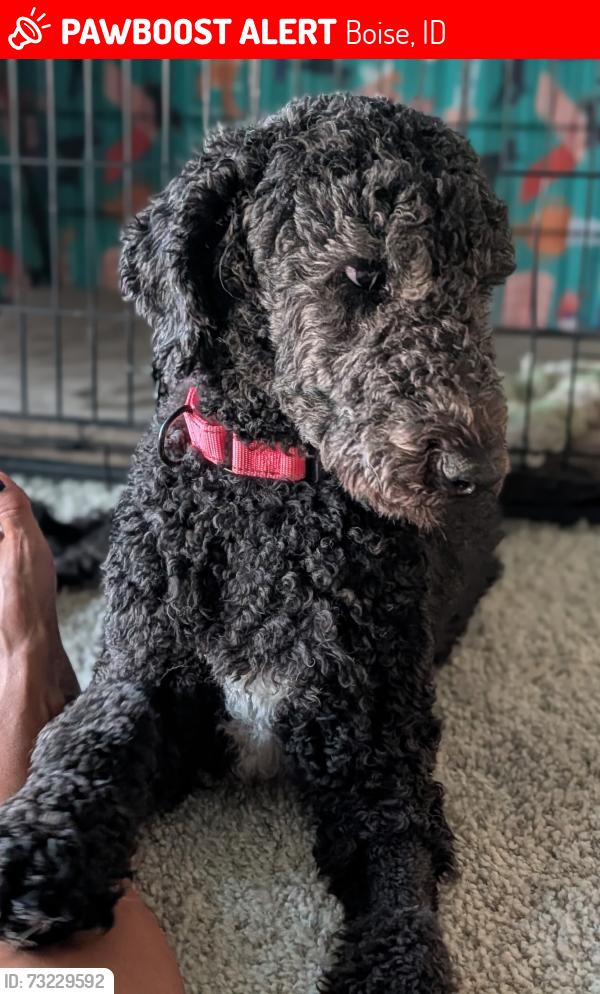Lost Female Dog last seen East Boise?, Boise, ID 83712