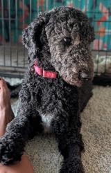 Lost Female Dog last seen East Boise?, Boise, ID 83712