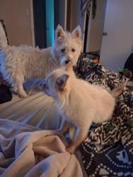 Lost Female Dog last seen Dollar general mini mall, Hanover, PA 17331