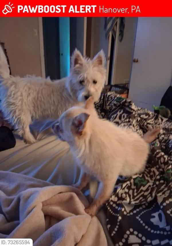 Lost Female Dog last seen Dollar general mini mall, Hanover, PA 17331