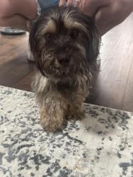 Found/Stray Female Dog last seen Raymond street and meridian, Indianapolis, IN 46225