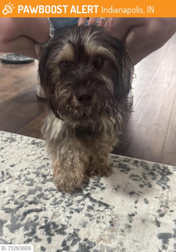 Found/Stray Female Dog last seen Raymond street and meridian, Indianapolis, IN 46225