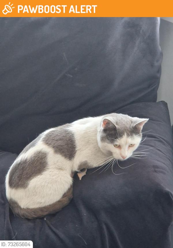 Found/Stray Unknown Cat last seen back garden, West Midlands, England B10 9DN