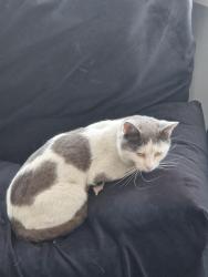 Found/Stray Unknown Cat last seen back garden, West Midlands, England B10 9DN