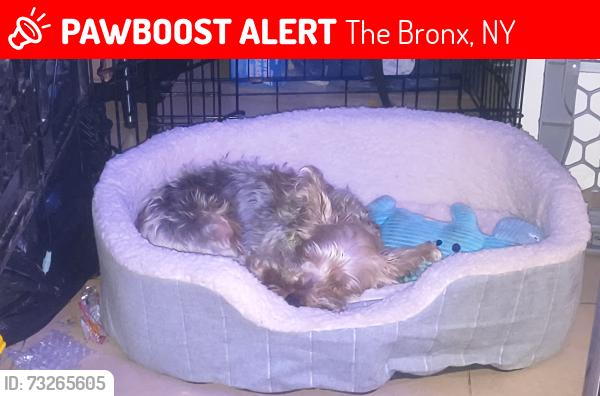 Lost Male Dog last seen 169th and 170th, The Bronx, NY 10456
